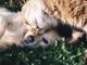 Gli animali domestici sono un toccasana psicofisico per quasi tutti gli italiani