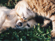Via libera dagli europarlamentari alle prime norme per proteggere cani e gatti