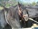 La Federazione italiana sport equestri scende in campo col progetto ‘Io sento con il cavallo’