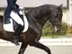 A cavallo contro i tumori al seno, equitazione femminile in campo a Roma
