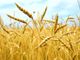 “Per il grano l'autoapprovvigionamento è inadeguato ed inferiore al potenziale dell’Italia”