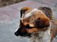 Cucciolo di cane abbandonato su un terrazzo sotto il sole: intervengono i vigili del fuoco e la polizia locale di Asti