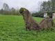 Vandalizzato il Dinosauro del geosito di Cortiglione: &quot;Il posto è abbandonato a se stesso. Da anni chiediamo il monitoraggio&quot;