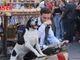 Festival delle Sagre dalla tribuna di piazza Alfieri!