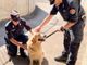 Contro l'abbandono degli animali domestici arrivano i controlli di carabinieri e forestali