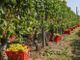 A Canelli riapre il dormitorio della Caritas. Potrà ospitare i braccianti della vendemmia [VIDEO]