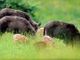 Danni in agricoltura da fauna selvatica: nel 2020 oltre 5mila segnalazioni in Piemonte