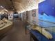 Quale futuro per il Museo Paleontologico e per la cultura astigiana?