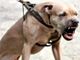 Ha perso un piede l'agente di polizia penitenziaria azzannnato da un pitbull in carcere ad Asti