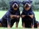 Aggredita da due rottweiler nel cortile della casa di un'amichetta, bimba di 11 anni ricoverata ad Alessandria