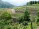 Aperte per chi? Se lo chiedono le aziende agricole e agrituristiche liguri dopo gli investimenti per la sicurezza e la salute