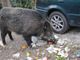 Cinghiale sbuca all'improvviso in mezzo alla strada, motociclista 35enne lo centra in pieno