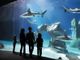 Acquario di Genova come il Museo Egizio vittima dei social, pioggia di commenti negativi per l'obbligo di ingresso con Green Pass