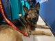 La vita a colori di un cane cieco: la commovente storia del pastore tedesco Marley