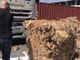 Porto di Genova, 160 kg di hashish nascosti tra la lana grezza, tre arresti (video)
