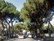 Viale Thaon di Revel, i pini secolari saranno abbattuti questa sera