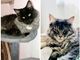Incendio in via Piacenza, trovato vivo Leo, uno dei due gatti dispersi, continuano le ricerche per Lola