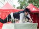 LongLake Buskers Festival: dal 13 luglio è Samba Edition