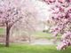 La Primavera è alle porte: ecco i migliori 5 luoghi da visitare in Ticino