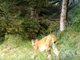 Lince uccisa a Crans-Montana, in Svizzera