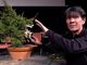 Nizza, eccezionale esposizione di bonsai al Museo delle arti asiatiche