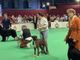 1363 cani alla mostra canina di Monaco: le immagini della giornata