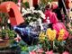 Festival delle Orchidee, a Menton non tutto è citron. La mostra aperta fino al 3 marzo