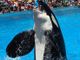 Le orche guidano lo spettacolo di Marineland, meta giusta per il primo lungo ponte di giugno