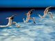 Monaco, i Ballets de Monte-Carlo presentano il mondo di &quot;The Point(e)
