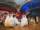 Un successo per Le Grand Bal des Princes et des Princesses a Monaco