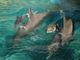 Marineland ad Antibes riapre venerdì 11 giugno con scrupolose misure di sicurezza