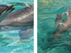 Il Natale è anche a Marineland con i nuovi spettacoli di orche e delfini
