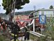 Albero caduto a Taggia, a breve la riapertura dell'Aurelia: quasi ultimati i lavori di sgombero (Foto)