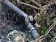 Rottura di una condotta fognaria a Sanremo, residenti esasperati: liquami finiscono nel torrente San Francesco (Foto e Video)