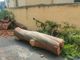 Maltempo, crolla un albero in via Domenico Laura a Imperia nessun ferito