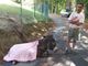 Molini di Triora: i lupi tornano ad 'attaccare', sbranato ad Aigovo un piccolo di asino e morsicata anche la madre (Foto)