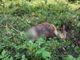 Pigna: capre attaccate da un branco di lupi ed esplode la polemica per i cani 'obbligati' a essere legati (Foto)