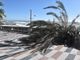 Sanremo: grossa palma di corso Imperatrice si abbatte sulla passeggiata a mare (Foto)