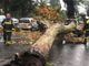 Allerta Rossa e maltempo: perturbazione in ritardo, cadono alberi a Ventimiglia e Pigna (Foto e Video)