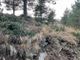 Taggia: aveva 700 fronde per gli alberi Natale senza autorizzazione, multata un'azienda di Taggia