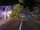 Maltempo a Ventimiglia, albero si abbatte sulla strada: vigili del fuoco in azione (Foto)