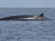 Due balenottere ma di specie diverse avvistate a poche miglia al largo di Imperia