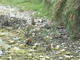 Mamma cinghiale e i suoi cuccioli a spasso nel 'bosco Impero' (video)