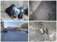 Imperia: allarme in via Schiva e dintorni per il veleno anti-piccioni &quot;Gente senza scrupoli, a rischio i nostri animali. Fate attenzione&quot; (Foto)