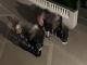 Movida violenta ad Arma di Taggia: nel weekend sfiorata rissa in centro (Video)
