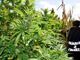 Operazione della Guardia di Finanza, scoperte mille piante di marijuana a Villa Faraldi: 48enne imperiese finisce nei guai