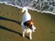 Savona, con il cane alla spiaggia libera di via Nizza, scatta la multa di 200 euro