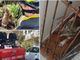 Lupo sul terrazzo di una casa a Toirano: scoperto insieme ad un capriolo incastrato in un cancello