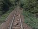 Altare, cinque lupi trovati senza vita lungo la ferrovia (FOTO)