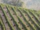Lavoro nero nei vigneti di Langhe e Roero: sospese quattro imprese agricole